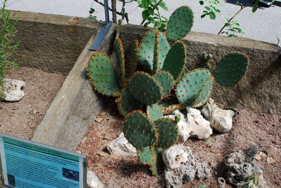 Orto Botanico_163.JPG